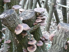 shitake