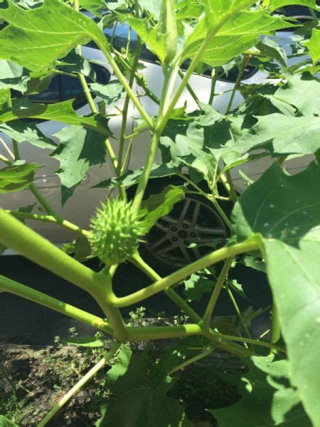 Cats are occasional chewers of garden fo. What is This Garden Plant? | ThriftyFun