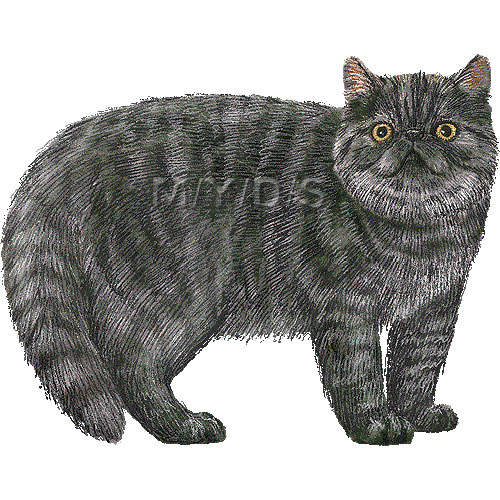 エキゾチック ショートヘアーのイラスト 条件付フリー素材集