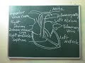 Easy Diagrams Of Heart