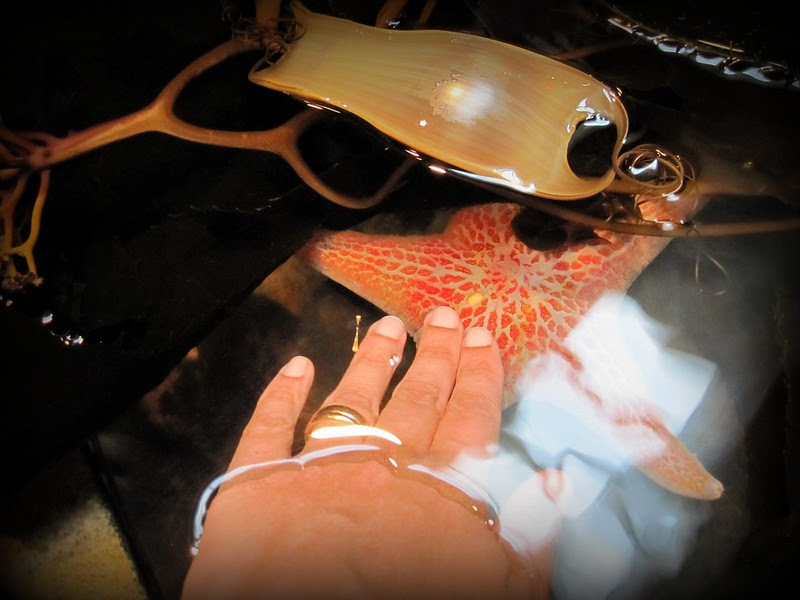 Get friendly with a starfish!- Monterey Bay