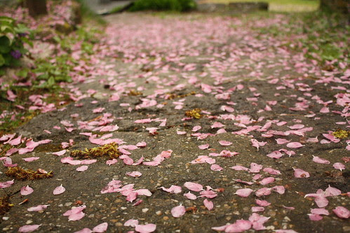 fallen petals