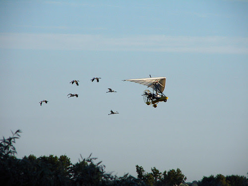 Operation Migration!