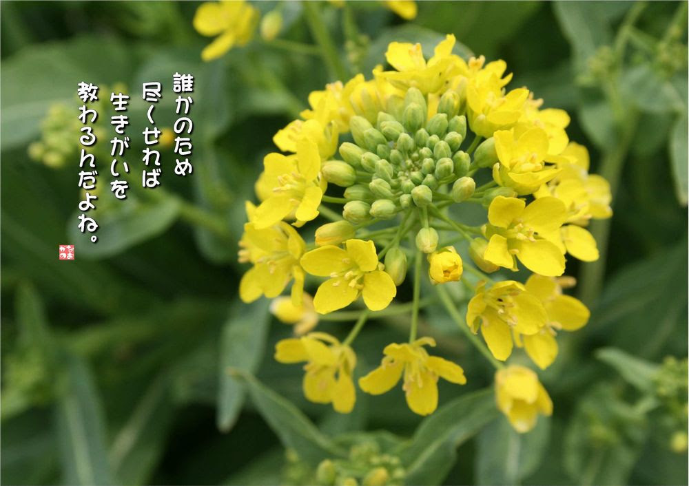No 542 すずな 菘 花言葉 奉仕 慈愛 晴れ晴れと なおかつ フォトエッセイ