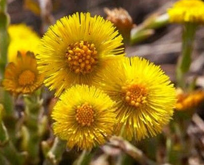 1月21日是什么生日花1月21日的生日花圣诞玫瑰四世纪罗马的殉教圣人 风水植物 1月21日是什么生日花 太极阁