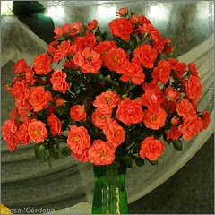 Rosa 'Cordoba'