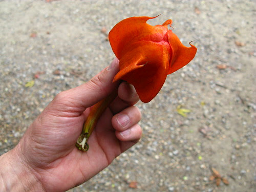 @AnnieinAustin Check out the dropped flower bud