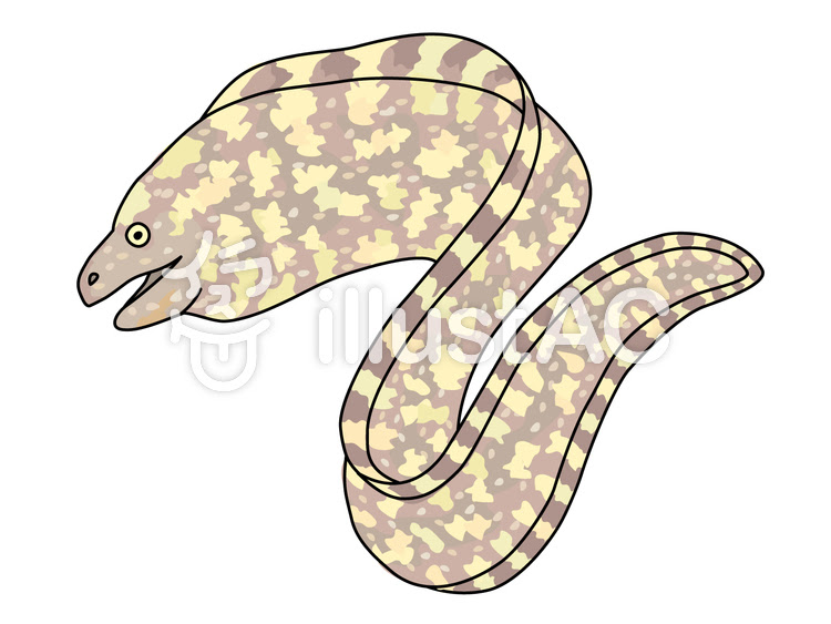 ウツボの画像 原寸画像検索