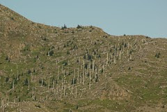 2008-08-22 post candidates Mt St Helens Dead forrest