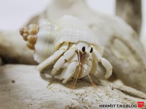 脱皮後も白いゴサマル Hermit Cr Blog