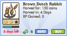 Brown Dutch Rabbit Market Info