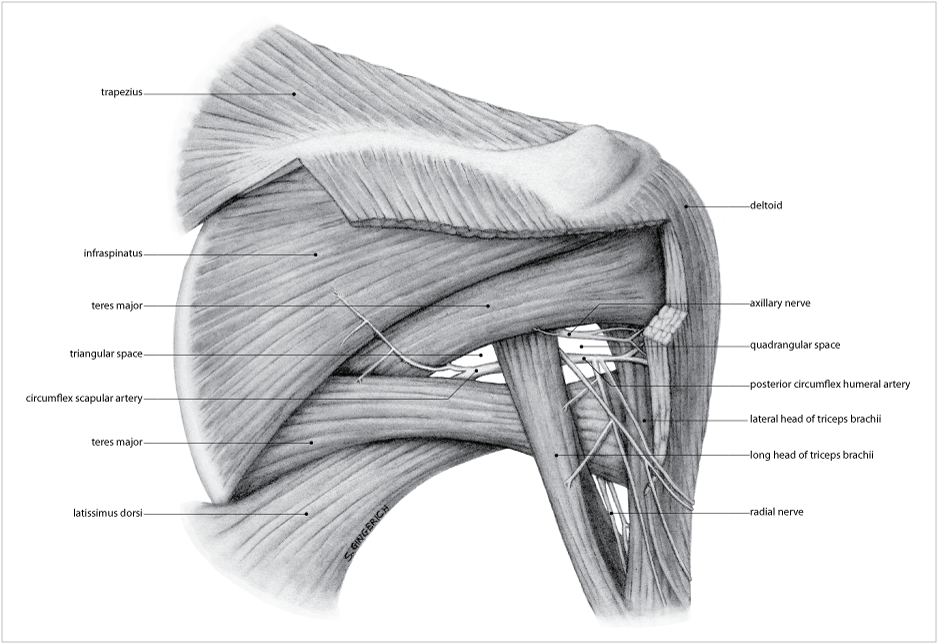 Arm Muscles Map - Upper Limb Question With Answer P.2 ...