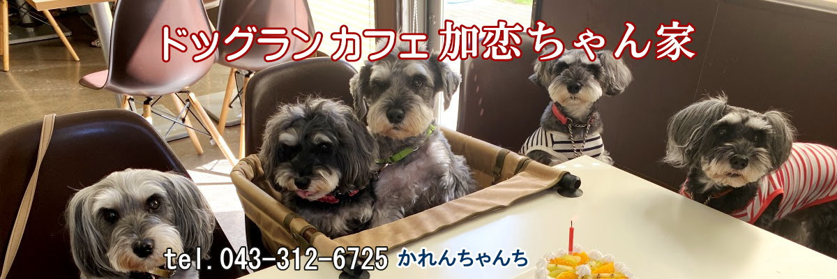 千葉あすみが丘のドッグラン 加恋ちゃん家 かれんちゃんち ドッグカフェ併設の室内ドッグラン