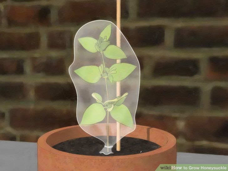 Grow Honeysuckle Step 12.jpg