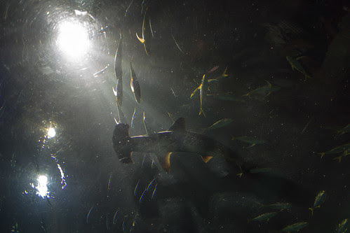 從海底裡看著魚群再加上上帝光就覺得自己很渺小呢...