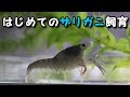 コレクション ザリガニ 飼う 827072-ザリガニ 飼育ケース