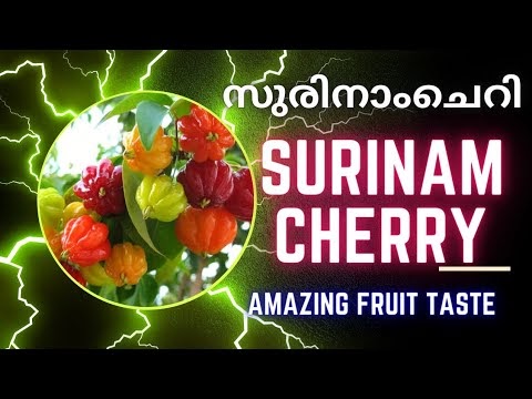 Everything You Need to Know About the Surinam Cherry Fruit Plant | Malayalam