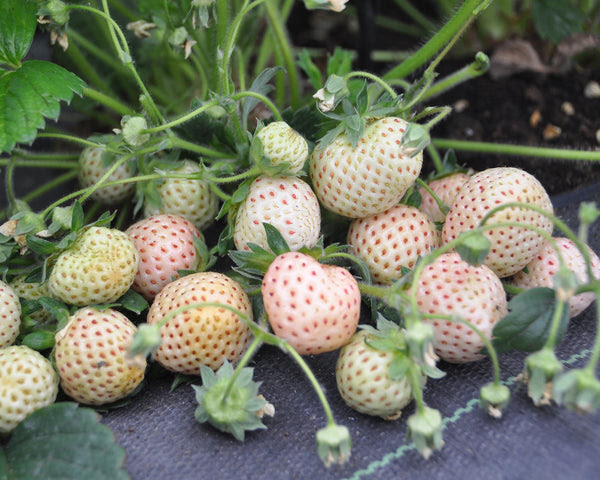 Strawberry 'Pineberry' (White) Plants (Bare Roots) Buy