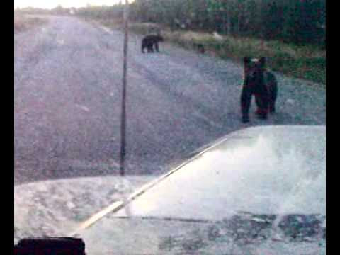 Russian BEAR