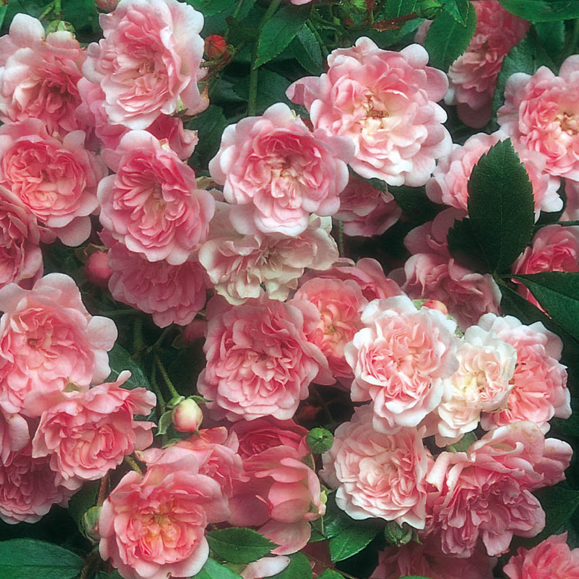 Image of The Fairy shrub rose