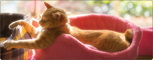 ペット供養 ペットロスとは