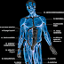 Back Muscle Diagram Male : The extrinsic (superficial) back muscles, which lie most superficially on the back.