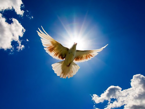 Dove of peace
