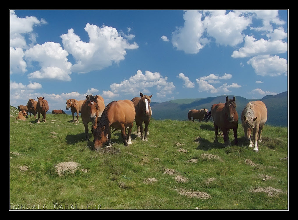 Caballitos en el Collado de Ezkanda (1164 m.)
