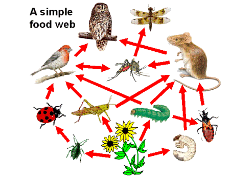 food chain images for kids. rainforest food chains for
