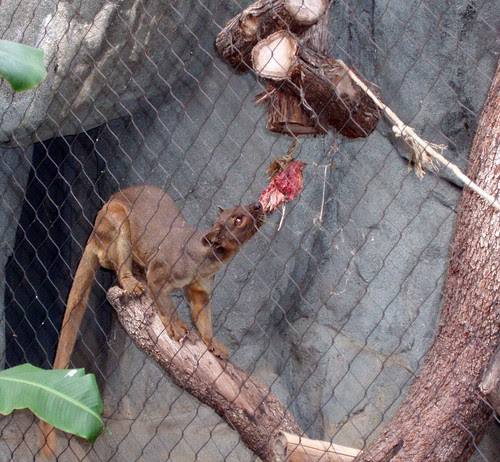 Fossa male