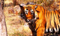 Threatened tiger in India