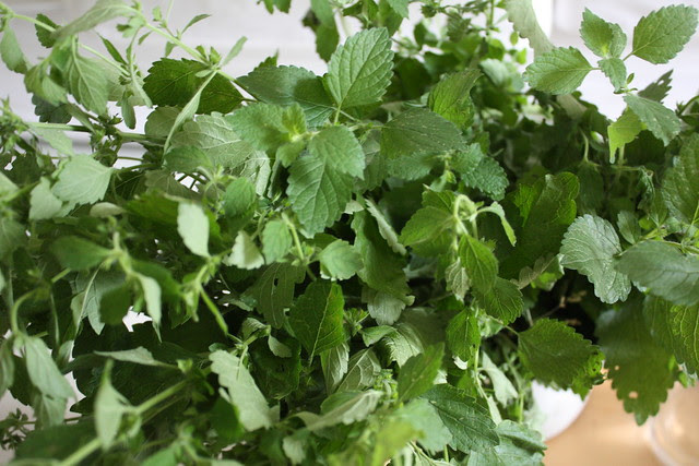 5 Lieter Zitronenmelissen Sirup und 5 aus Marokkanischer Minze ...