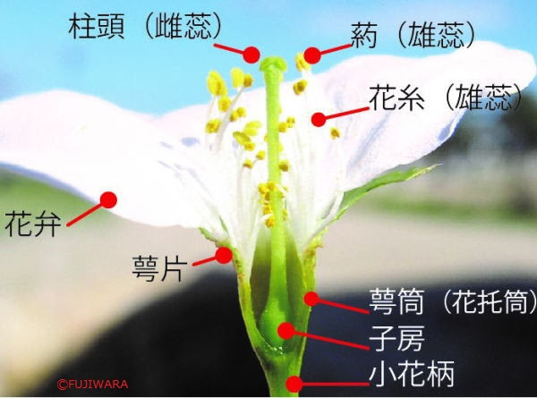 このはなさくや図鑑 日本の桜 分類