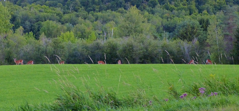 Deer At Dusk