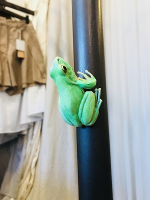 色鮮やかなシュレーゲルアオガエルのまとめ