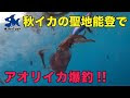 コンプリート！ 秋イカ エ��� 色 271560-秋イカ エギ 色