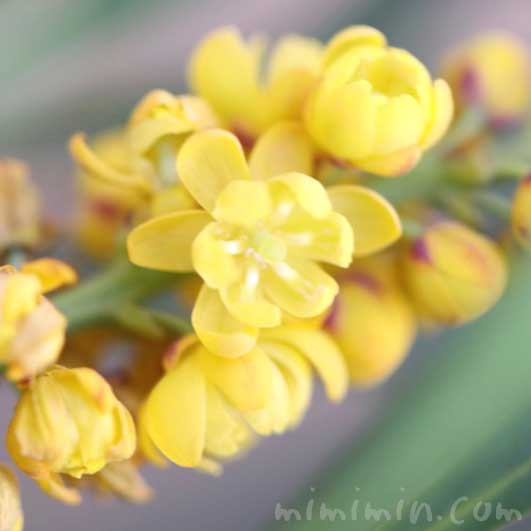 すべての花の画像 心に強く訴える柊 花言葉