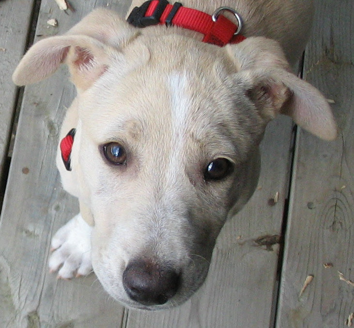 home remedy for bee sting on dog