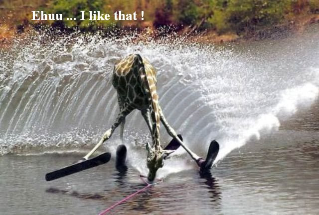 funny pictures of giraffes