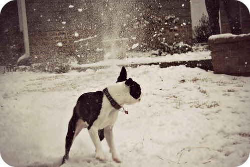 Charlies 2nd Snow Jan 2013 045edit