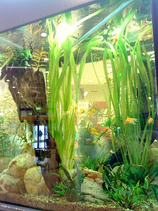 ありえない混泳 金魚と熱帯魚 Ima By Kachimai International Messages Access