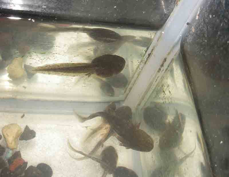 エゾサンショウウオとエゾアカガエルの飼育展示はじめました