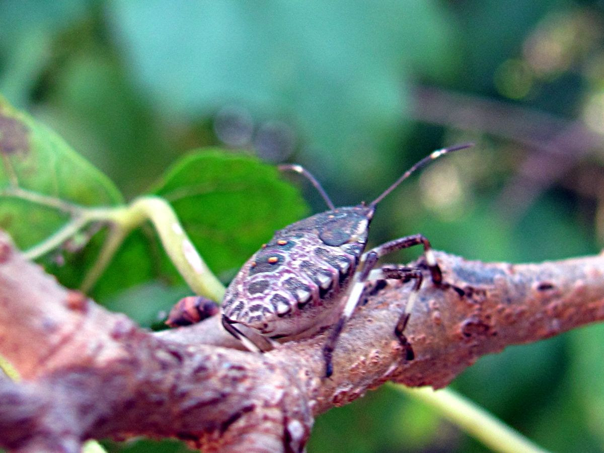 Shield bug?