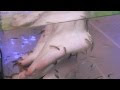 [新しいコレクション] ドクター フィッシュ 飼う 120695-ドクターフィッシュ 飼う