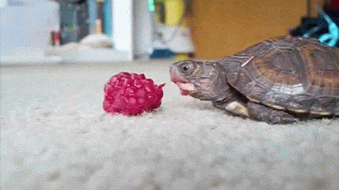 Happy World Turtle Day Iflscience