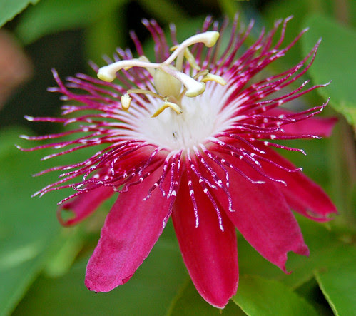 Smithsonian gardens