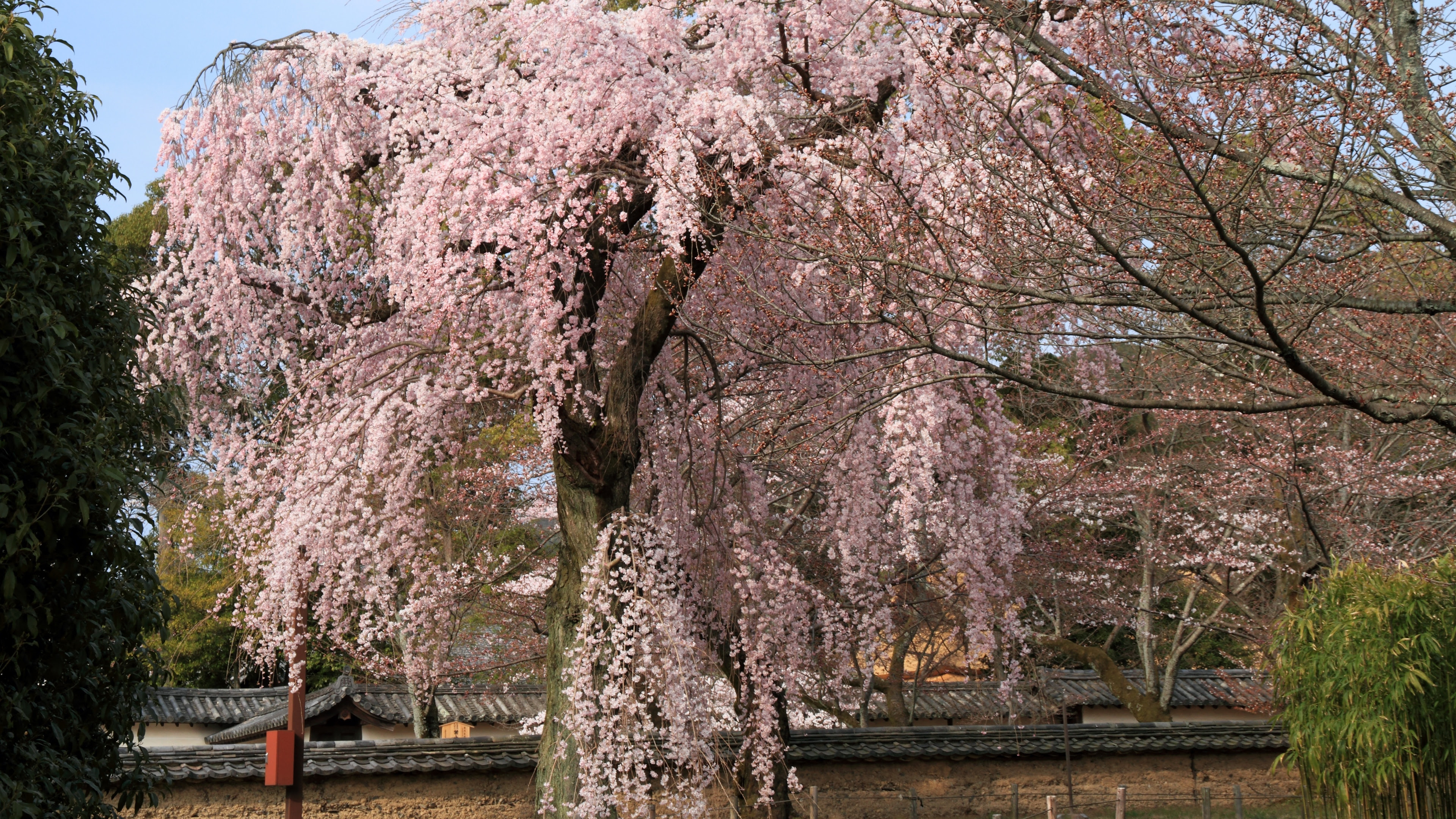 4k 11年 京都の桜壁紙 計10枚 壁紙 日々駄文