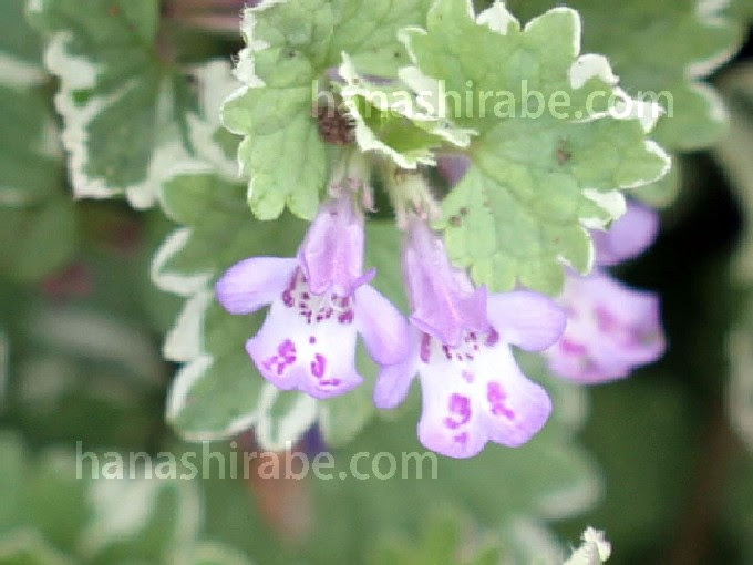 グレコマ 花しらべ 花図鑑