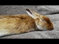 √99以上 うさぎ と 寝る 724965