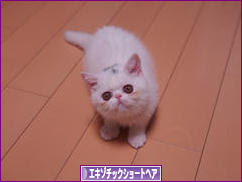 にほんブログ村 猫ブログ エキゾチックショートヘアへ